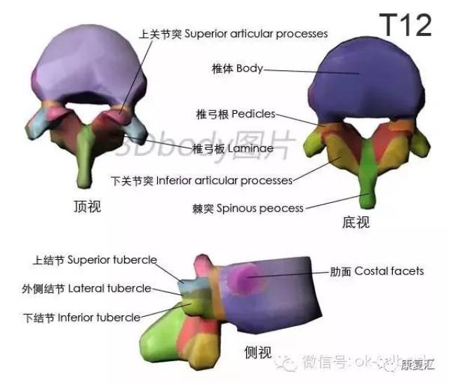 【经典收藏】史上最全骨性标志图3d图解