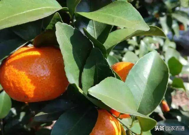 柑橘类果树不同于冬季落叶的落叶果树,除用作砧木的枳以外均为常绿