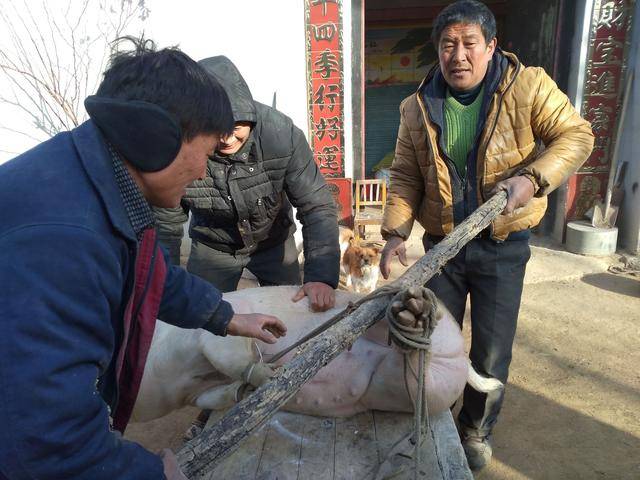 热闹农家生活,邻居几个聚在一起杀猪,喝猪肉汤,吃大块肉