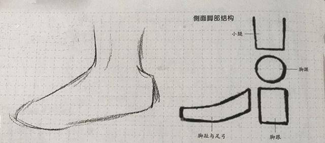 1,分析掌握侧面脚不的骨骼肌肉结构,将其概括为三角形,利用浅线条绘制