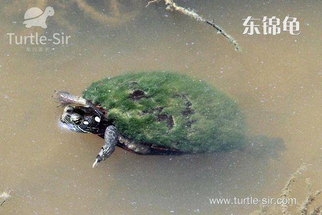 乌龟的肢体语言-龟谷鳖老来讲述