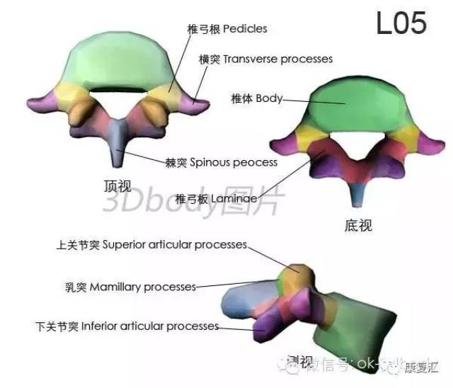 【经典收藏】史上最全骨性标志图3d图解