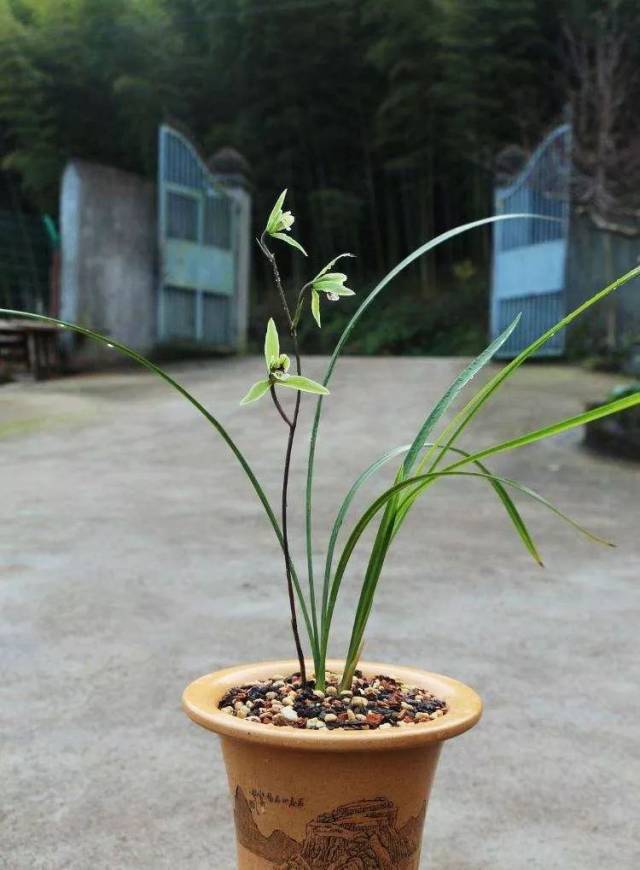 寒兰品种