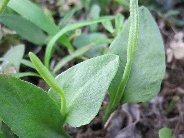 这种植物叫做"独叶一支箭",十分的珍贵,看到请珍惜它