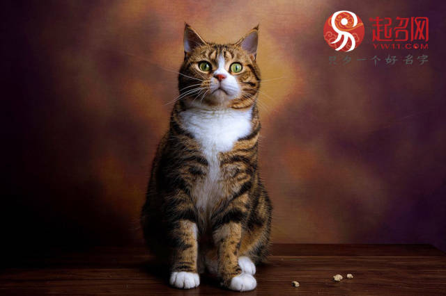 有创意的猫咪英文名字,给自己的猫咪选