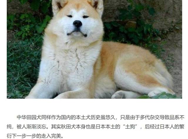 比如日本秋田犬,也是中华田园犬被日本人引种过去后,再制定标准培育成