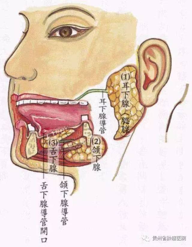 因为人体分泌口水的腺体叫颌下腺,分泌的口水会顺着导管分泌到