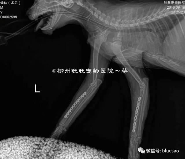 【病例分享】暹罗(猫)桡尺骨骨折愈合,prcl系统内固定