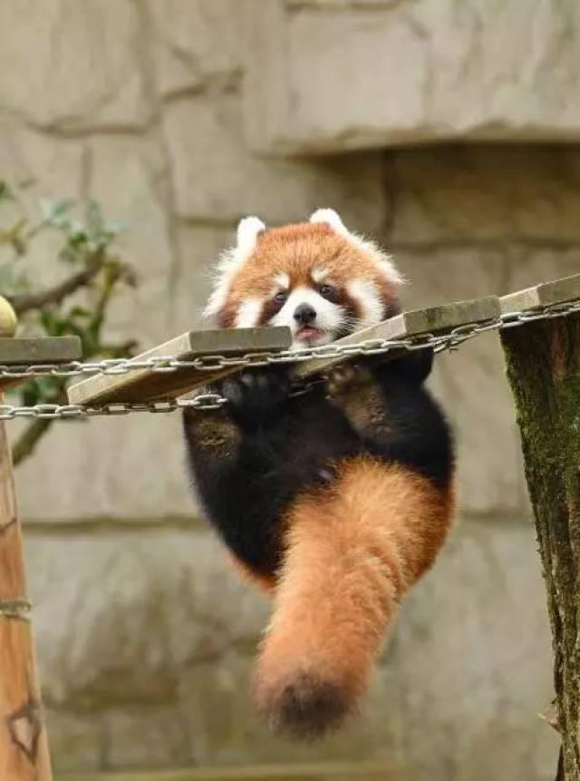 两只小熊猫赌上尊严的对决,真是太爆笑啦!