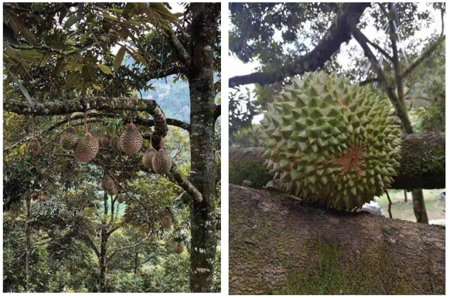 香味更浓郁,果肉颜色金黄,回甘更长久, 而汇八达卖的猫山王榴莲树均为