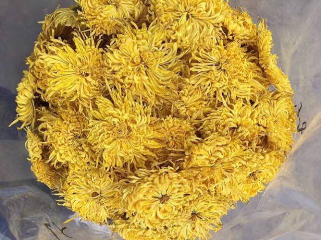 金丝皇菊比普通菊花好在哪里?宗客网只说这三点