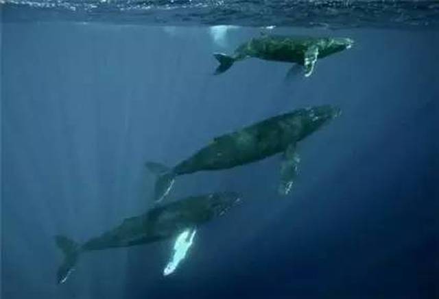 你见过65535网页传奇吗?25个超自然现象