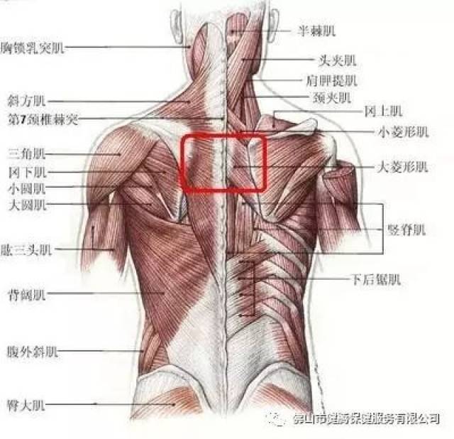从脊柱肌肉分布谈腰背痛