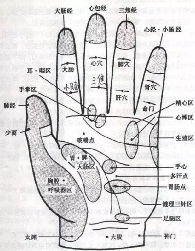 手上这几个穴位,可以治疗你的循环系统和消化系统