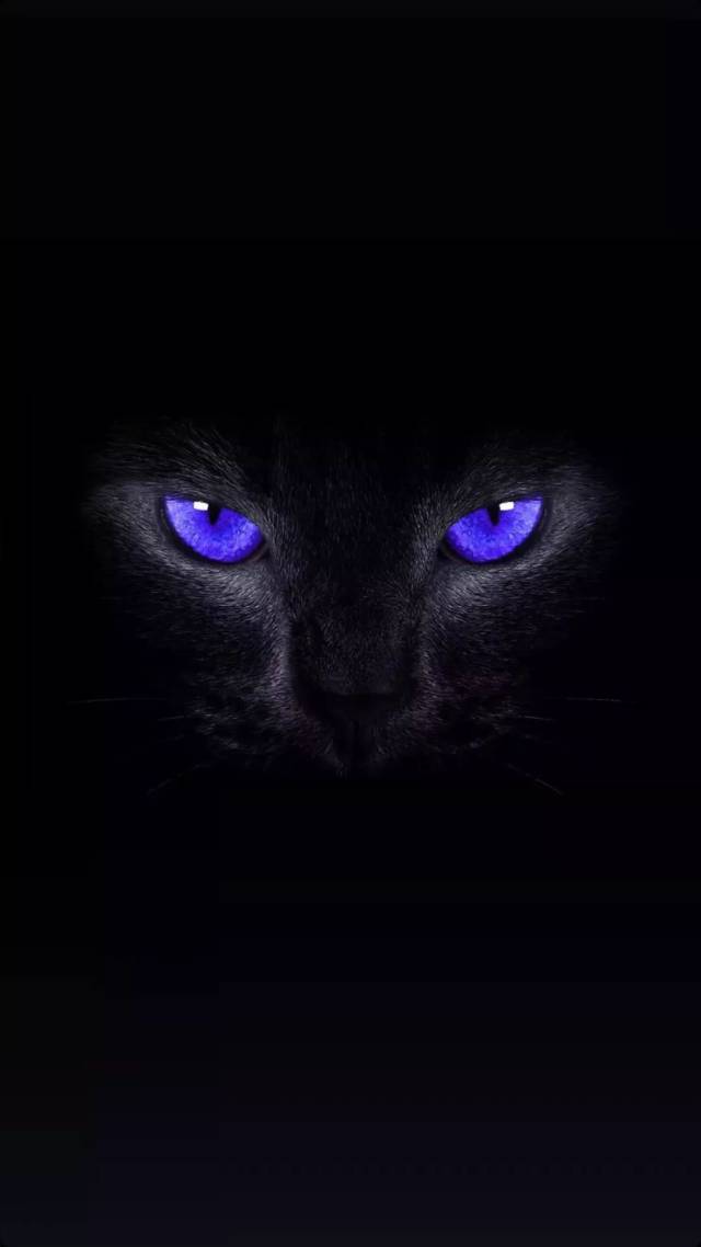 抖音爆火黑猫,路灯,斑布猫壁纸大全