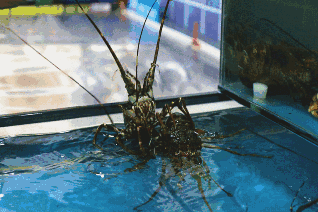 3.海鲜鲜活生猛,质量极高