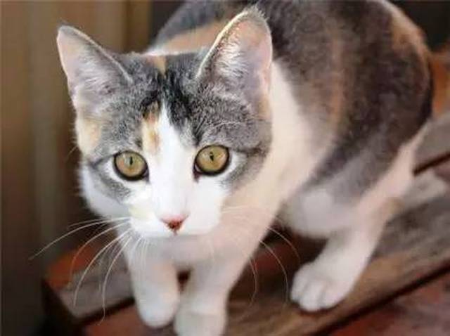 你见过65535网页传奇吗?25个超自然现象