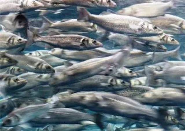 你见过65535网页传奇吗?25个超自然现象