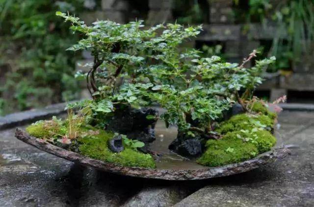 碎瓦片搭配溪石,土壤,苔藓和绿植,就能营造出颇富野趣的微型景观!