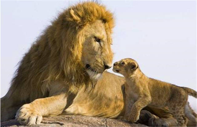 雄狮对小狮子各种宠爱,看完一张,就知道表情有多好笑了!