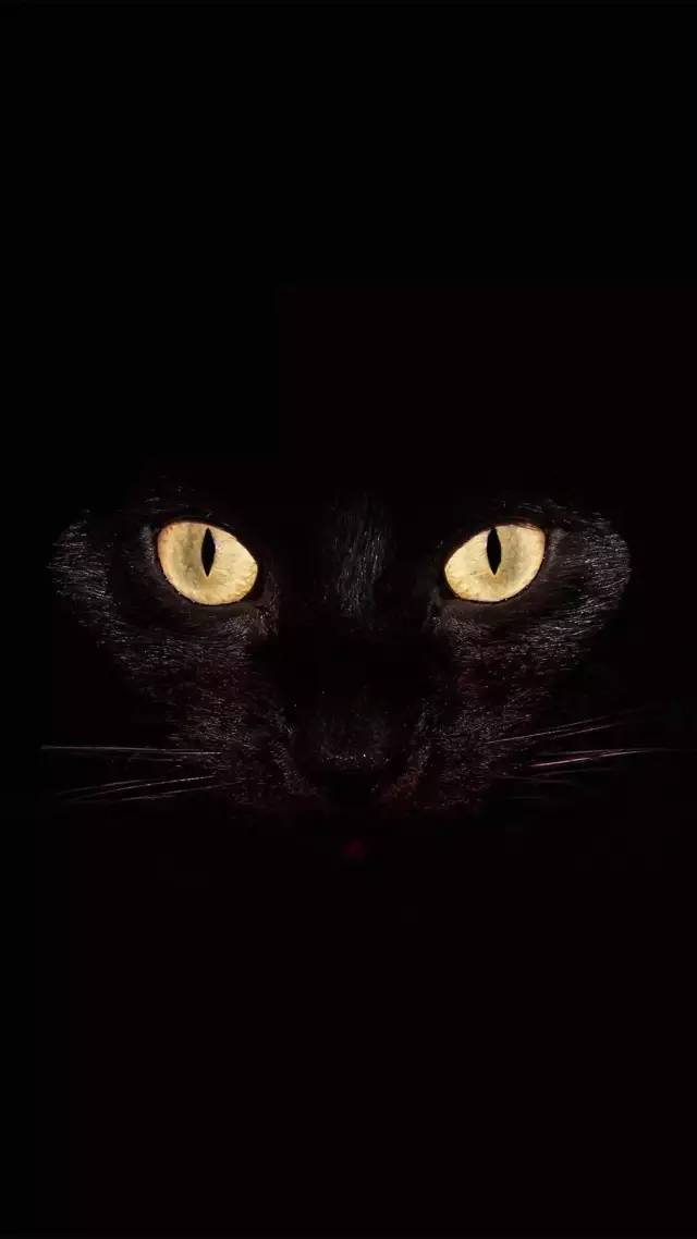 抖音爆火黑猫,路灯,斑布猫壁纸大全