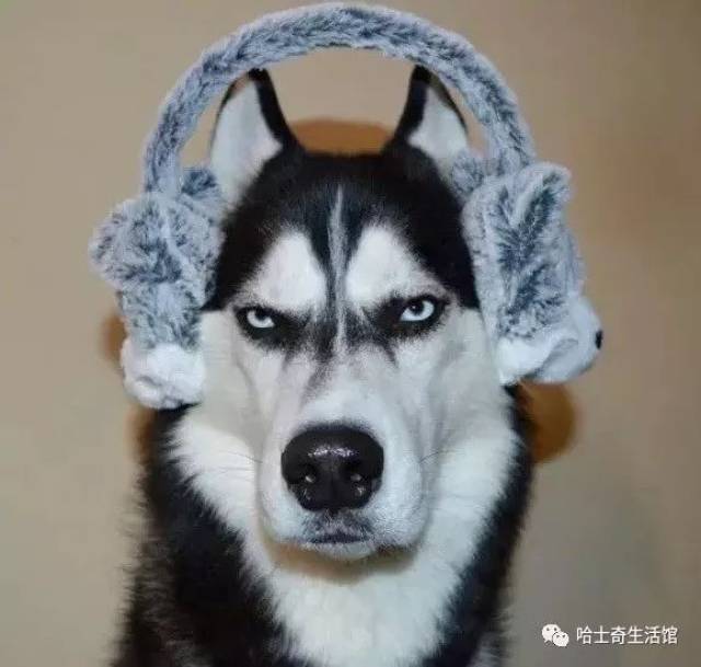表情帝哈士奇走红网络,人家只靠摆臭脸,还救了女主人
