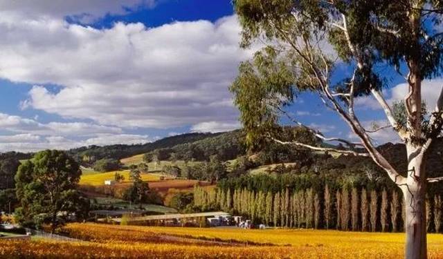 中国中产崛起成澳洲移民主流!致澳人恐慌!因为