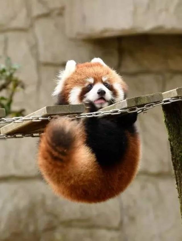 网友热议:  @暗戳戳的旁观者:忘记在哪里看到的,小熊猫投降状地举起