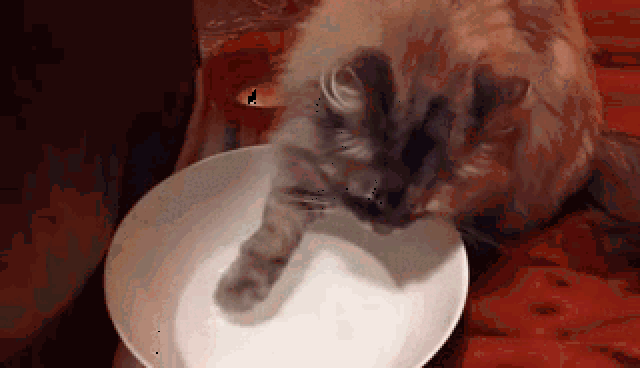 喝水之前先涮爪?猫咪们这是什么臭毛病?