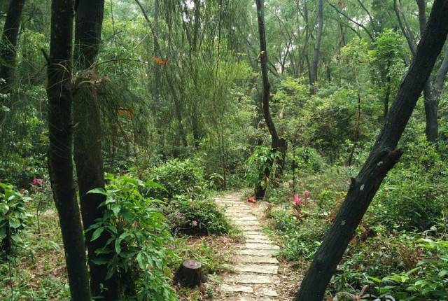 图:深圳大学 没有夜间去过 杜鹃山的人,不足以说人生.