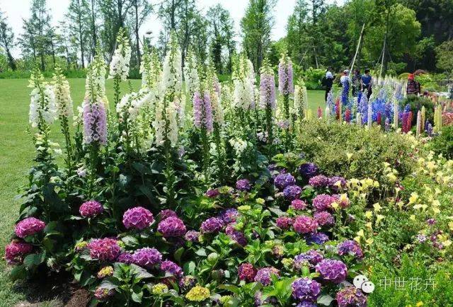 "花海中的花境植物系列—毛地黄