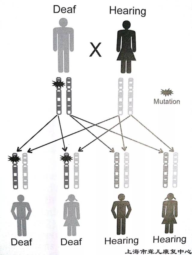 常见致聋基因及其遗传模式