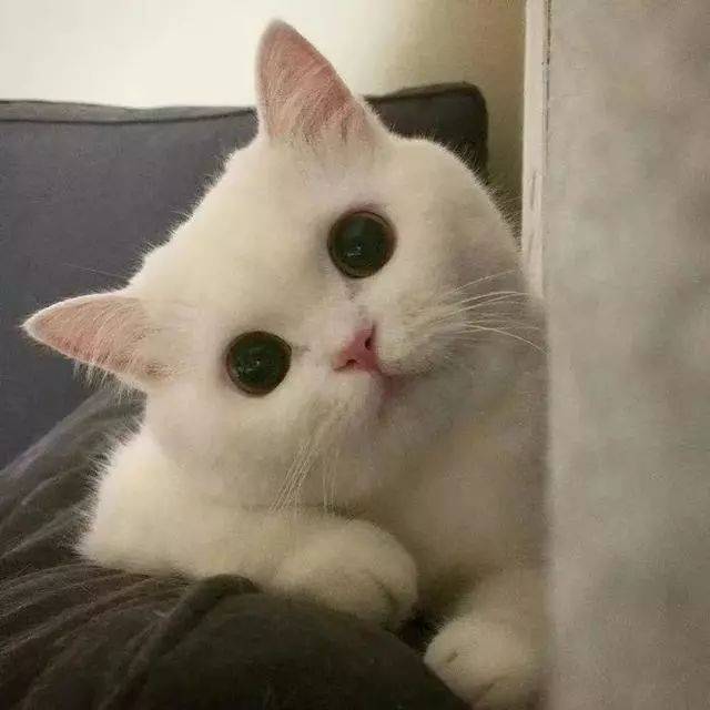 头像|今日,宜吸猫
