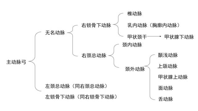 右颈总动脉 rcca,右锁骨下动脉(right subclavian artery) 2 主动脉弓