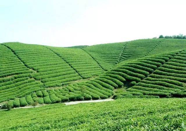 高山茶,平地茶要如何区分?