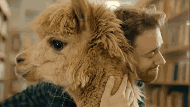 壁纸 动物 狗 狗狗 狮子 桌面 500_282 gif 动态图 动图