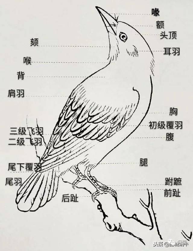 鸟的各部分结构以及画法