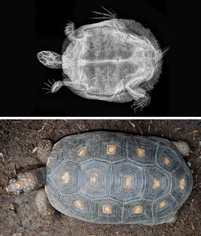 15.怀孕的乌龟.