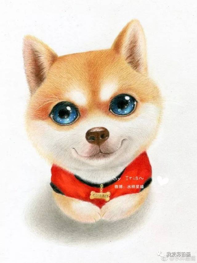 彩铅画:大眼萌包子脸柴犬一枚