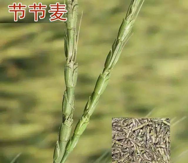 小麦田野麦子包含野燕麦,雀麦和节节麦,该如何分别进行防治?