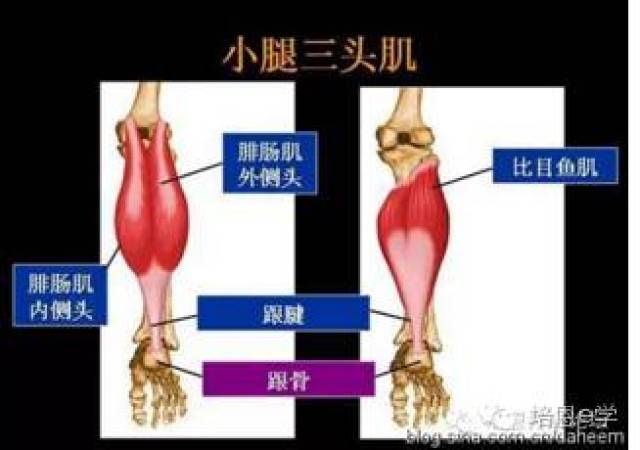 4,足背肌肉:趾短伸肌——拇短伸肌——骨间肌.