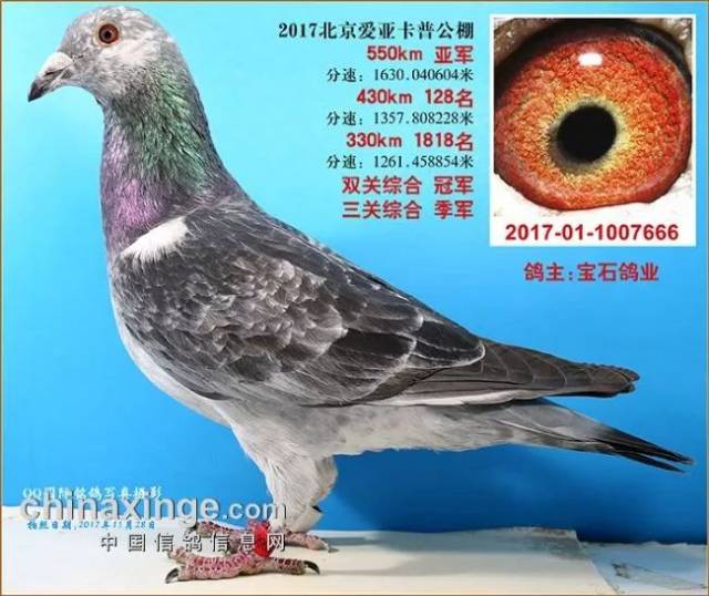 这体型才是能飞"爱亚卡普"三关鸽王的体型!
