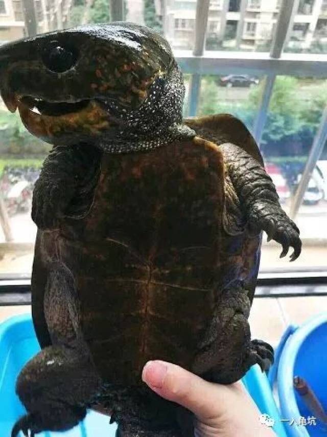 鹰嘴龟浅谈