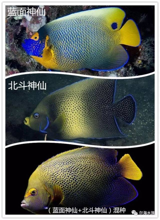蓝面神仙和北斗神仙的混种,它们的胆子都比较偏小,不知道混种神仙的