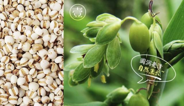 景甜和张馨予种草后,这款日本消水丸卖疯了,养