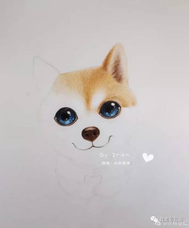 彩铅画:大眼萌包子脸柴犬一枚