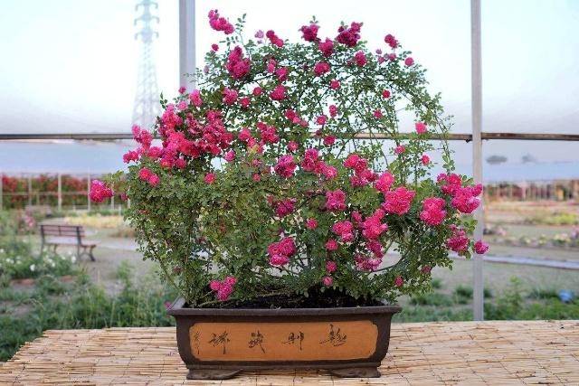 如何配置盆栽月季花土壤?(图1) 如何配置盆栽月季花土壤?(图1)