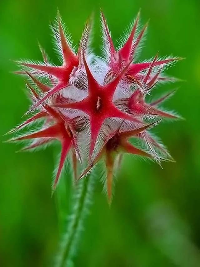 奇花异草,与君欣赏!