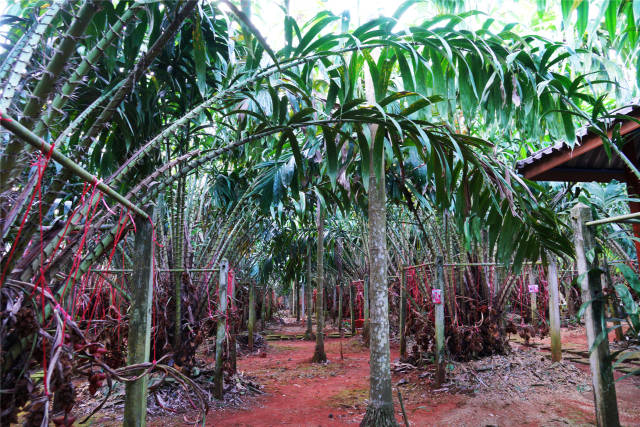 泰国尖竹汶蛇皮果种植园一年收益两百多万,老板说想来
