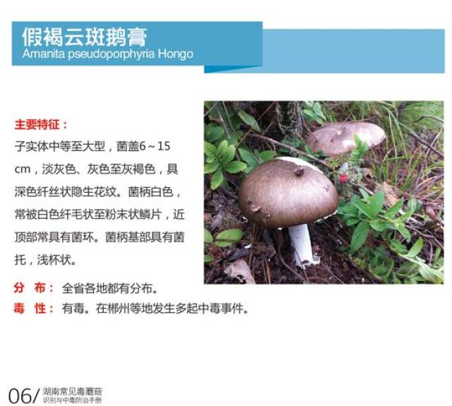 急性肾衰竭型 毒蘑菇种类:鹅膏菌属的假褐云斑鹅膏,赤脚鹅膏,拟卵